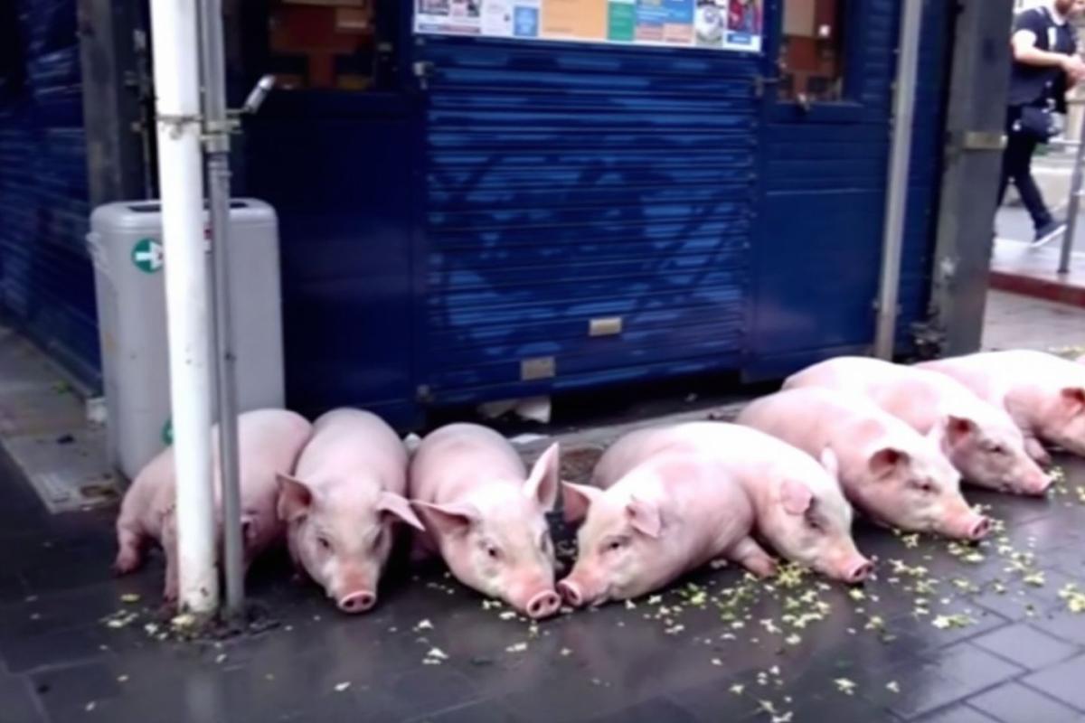Têtes de porc découvertes devant plusieurs mosquées parisiennes